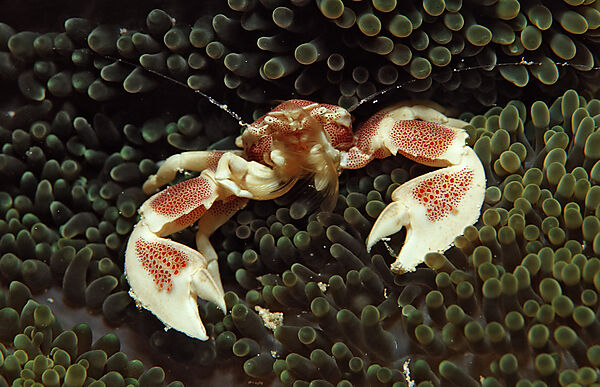 Gefleckter Anemonen-Porzellankrebs