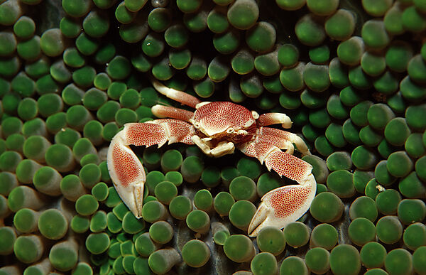 Gefleckter Anemonen-Porzellankrebs