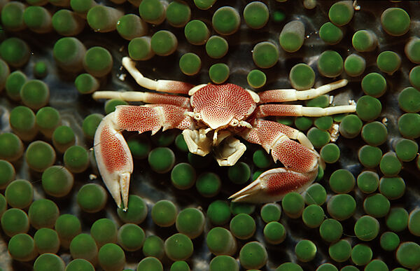 Gefleckter Anemonen-Porzellankrebs