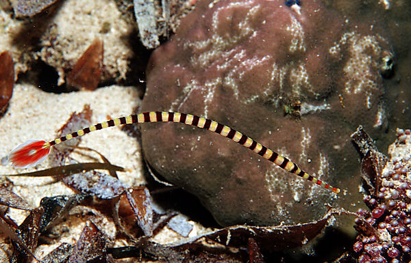 Banded pipefish