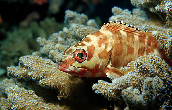 Black-tipped grouper