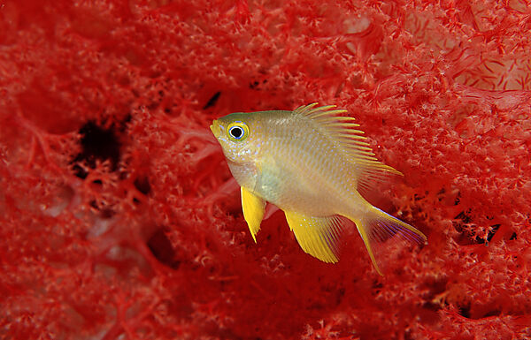 Yellowfin damsel