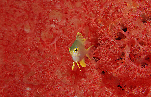 Yellowfin damsel