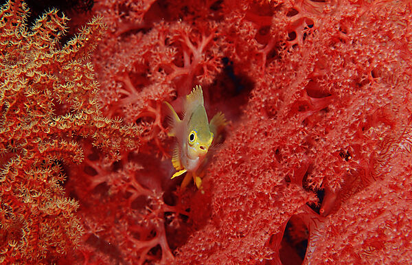 Yellowfin damsel