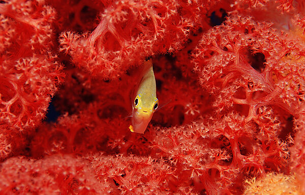 Yellowfin damsel