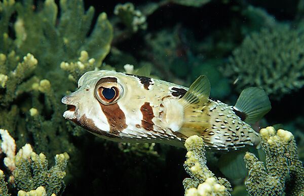 Black-blotched porcupinefish