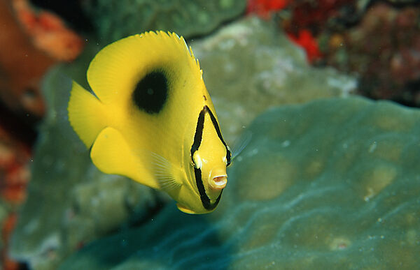 Ovalspot butterflyfish