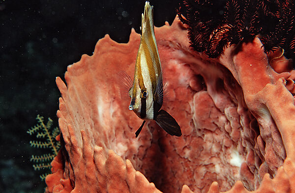 Mueller´s coralfish