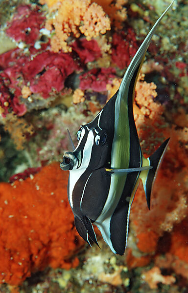 Moorish idol