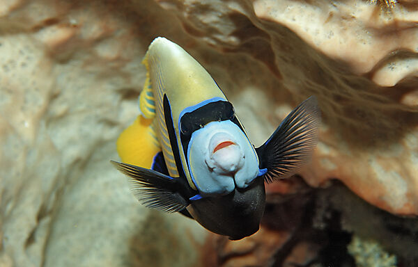 Imperator Kaiserfisch