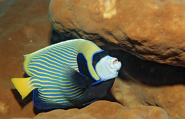Imperator Kaiserfisch