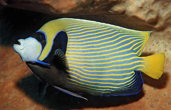 Imperator Kaiserfisch