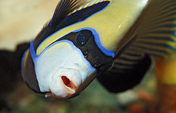 Imperator Kaiserfisch