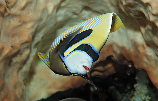 Imperator Kaiserfisch