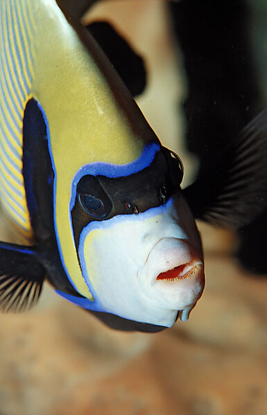 Imperator Kaiserfisch