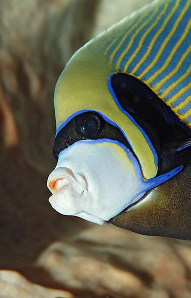 Imperator Kaiserfisch