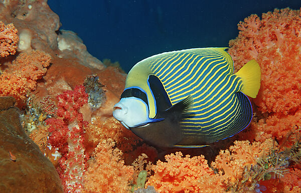 Imperator Kaiserfisch