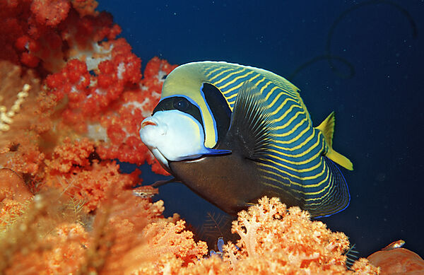 Imperator Kaiserfisch