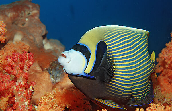 Imperator Kaiserfisch