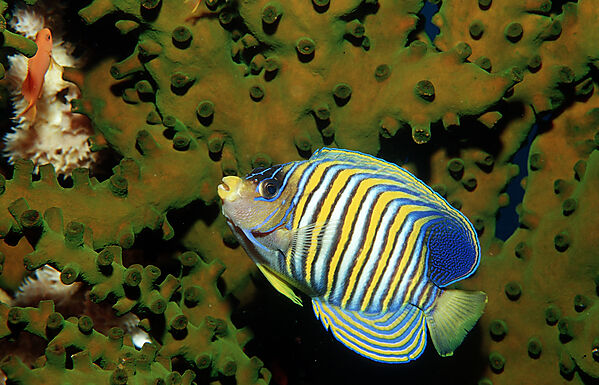 Pfauenaugen-Kaiserfisch