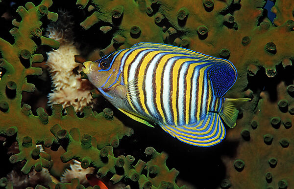 Pfauenaugen-Kaiserfisch