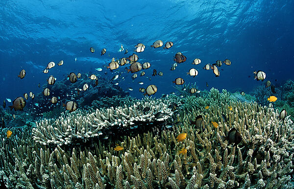 Schooling Reticulated dascyllus