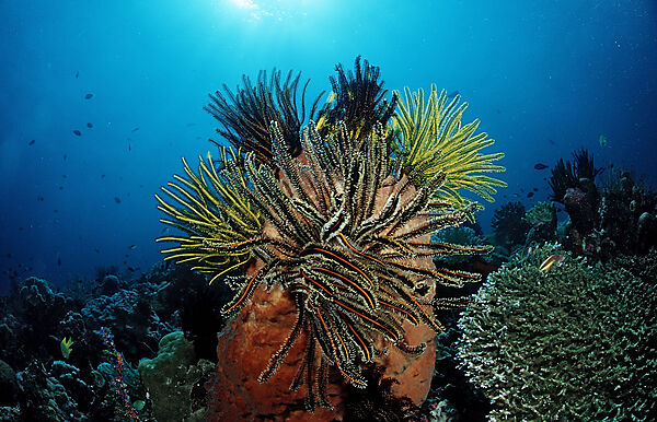 featherstar, crinoids on sponge