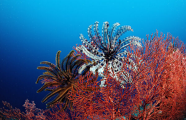 featherstar, crinoids