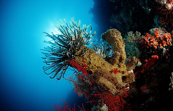 featherstar, crinoids