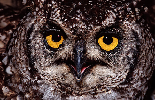 European Eagle Owl