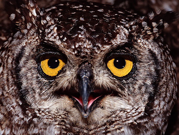 European Eagle Owl