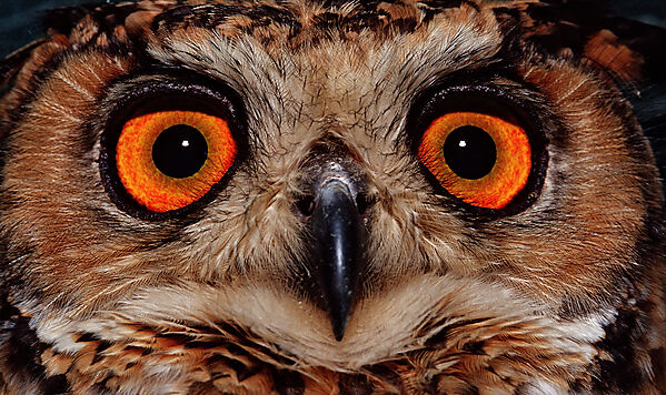 European Eagle Owl