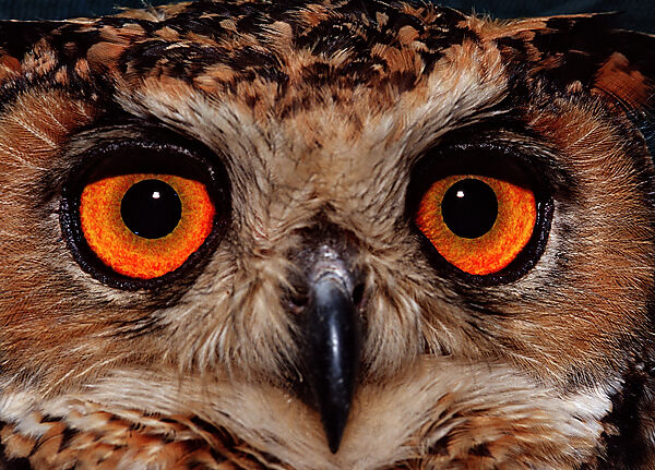 European Eagle Owl
