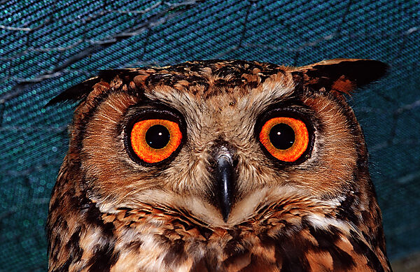 European Eagle Owl