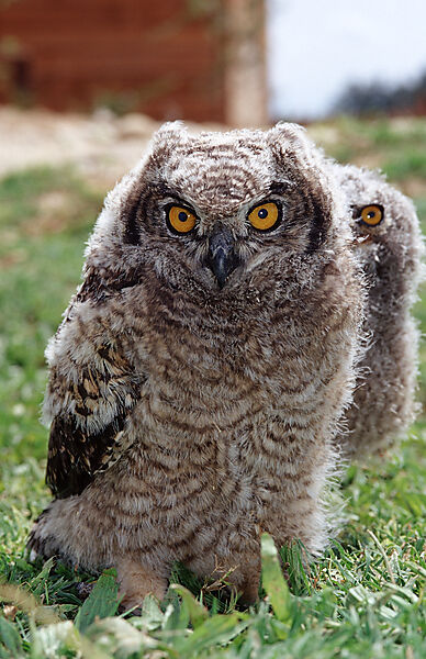 Young European Eagle Owl