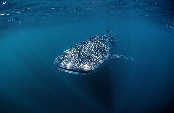 Whale shark
