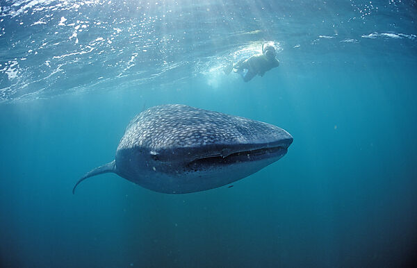 Female snorkeler swims with Whale shark