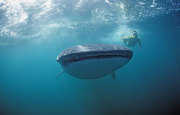 Female snorkeler swims with Whale shark