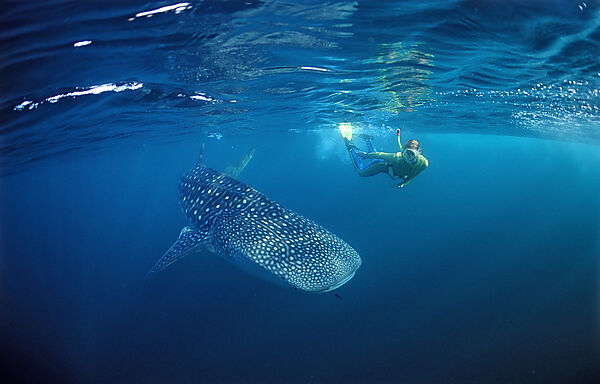 Female snorkeler swims with Whale shark