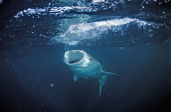 Eating Whale shark