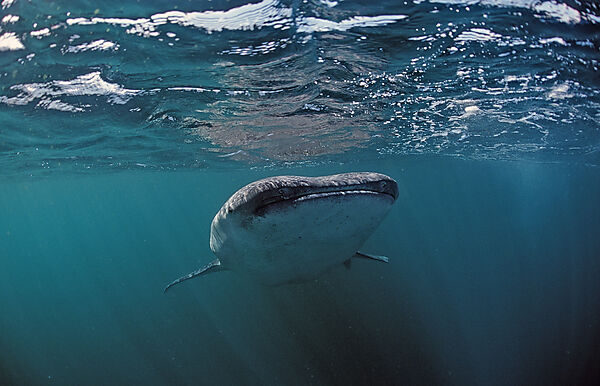 Whale shark
