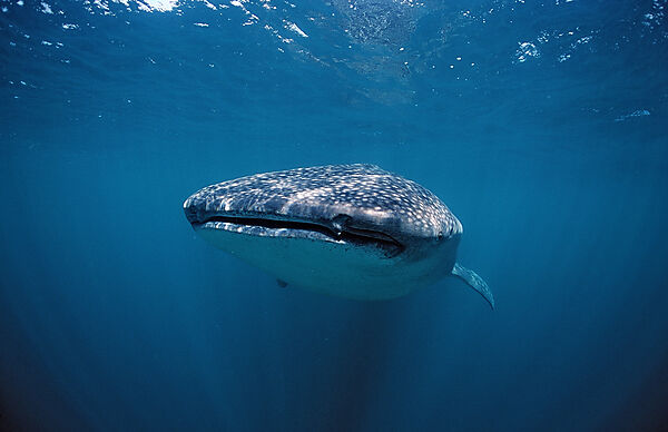 Whale shark
