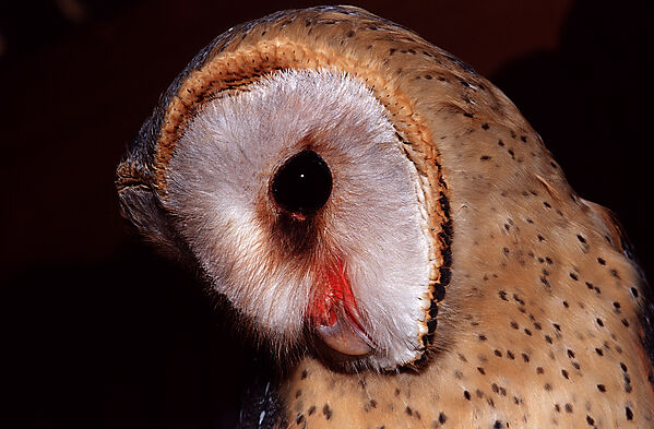 Barn owl