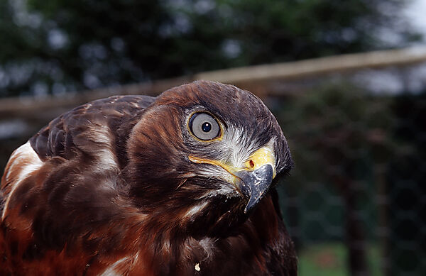 Jackal Buzzard