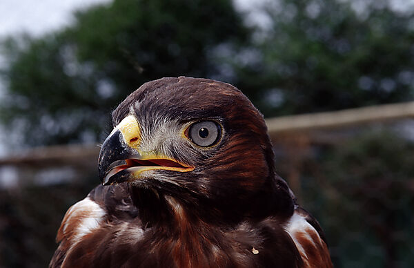 Jackal Buzzard