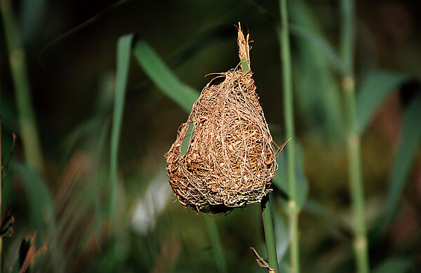 Nest of a Cape weaver