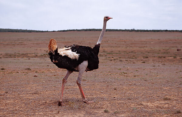 South African Ostrich