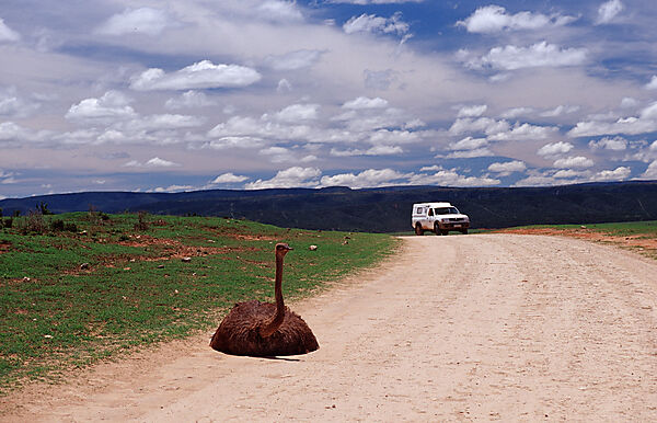 South African Ostrich