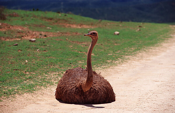South African Ostrich