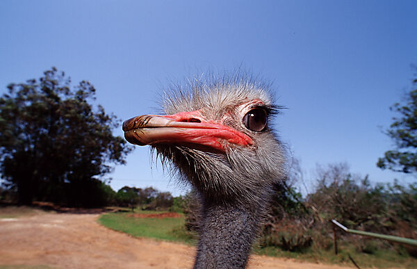 South African Ostrich